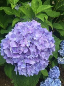 Wordless Wednesday July 27th